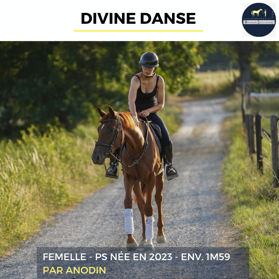 Mare Thoroughbred For sale 2023 Chesnut