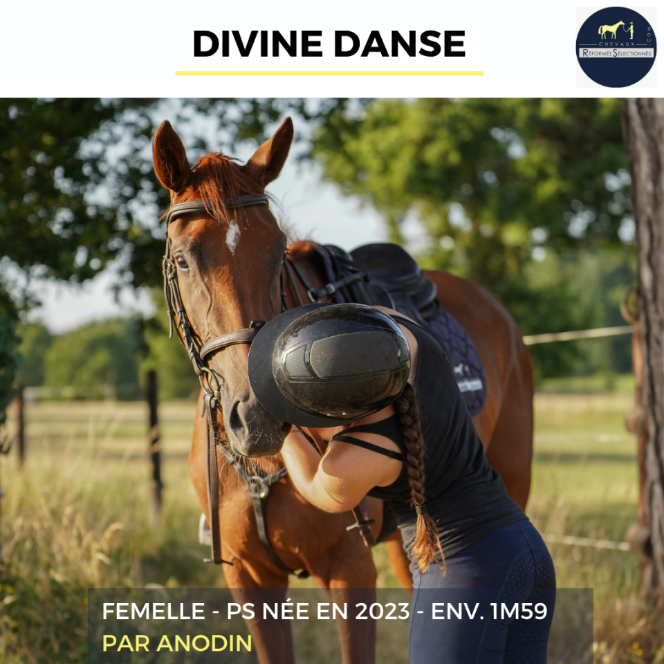 Mare Thoroughbred For sale 2023 Chesnut