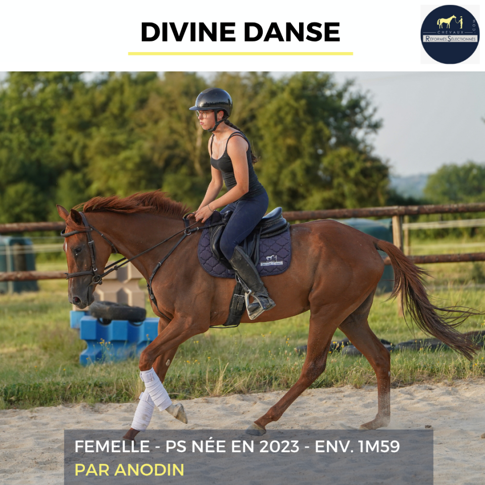 Mare Thoroughbred For sale 2023 Chesnut
