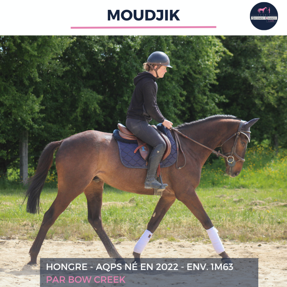 Gelding AQPS For sale 2022 Bay