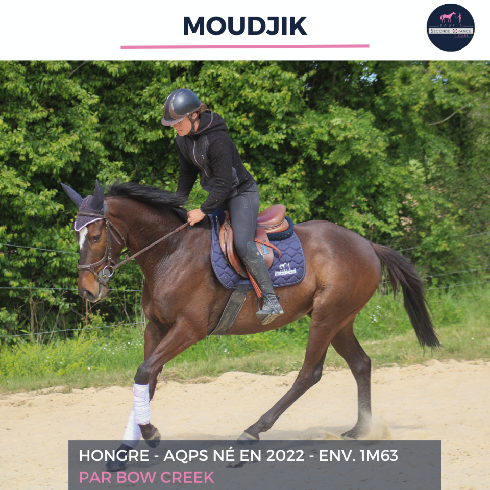 Gelding AQPS For sale 2022 Bay