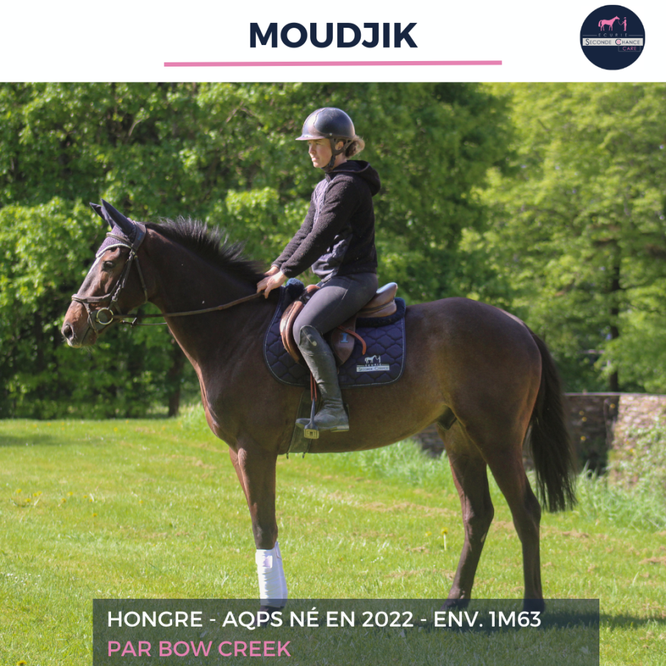 Gelding AQPS For sale 2022 Bay