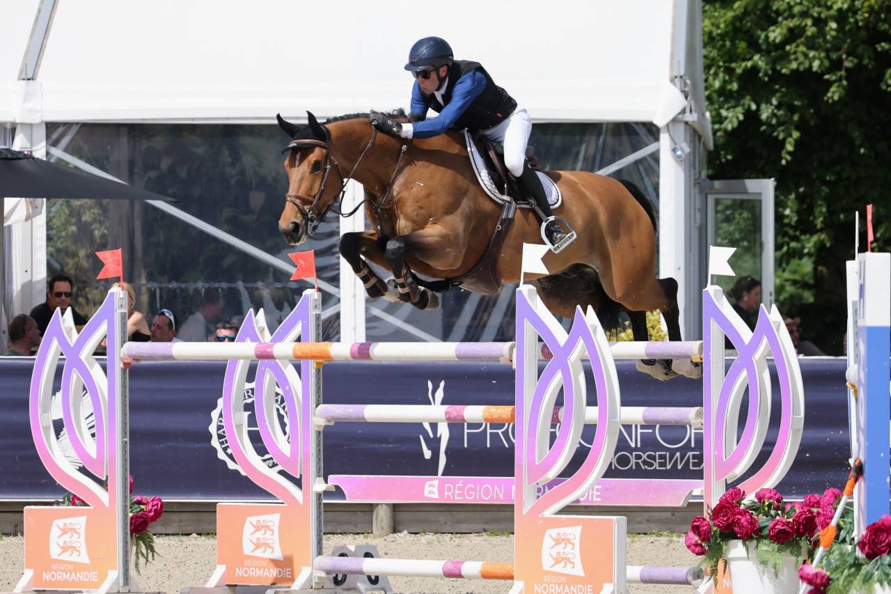 Gelding BWP Belgian Warmblood For sale 2017 Bay