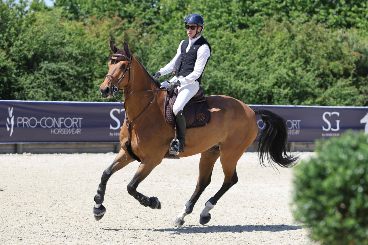 Gelding BWP Belgian Warmblood For sale 2017 Bay