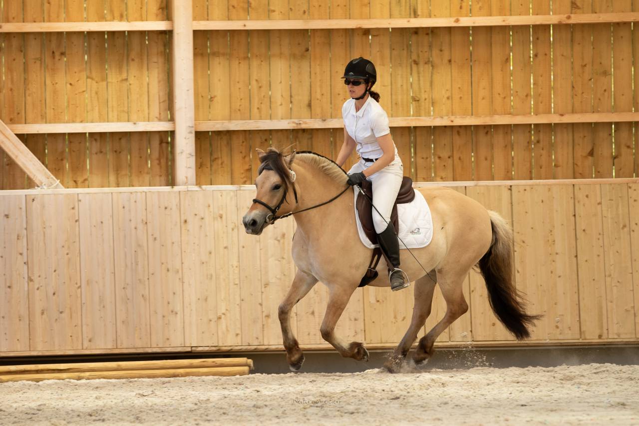 Mare Fjord For sale 2018 Buckskin