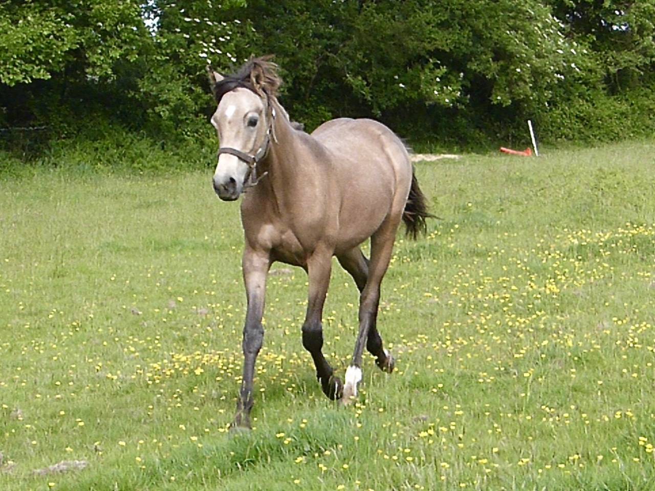 Gelding French Saddle Pony For sale 2025 Buckskin