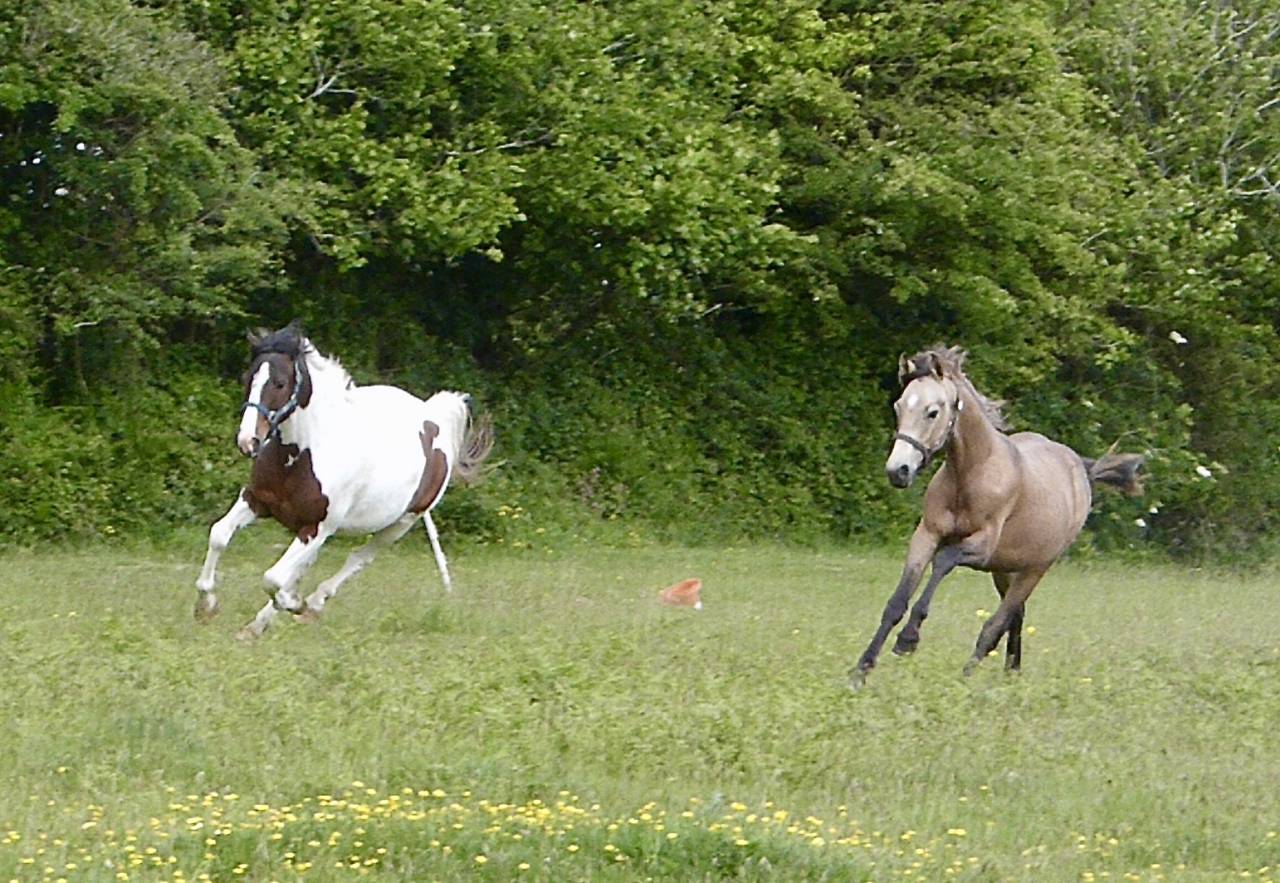 Gelding French Saddle Pony For sale 2025 Buckskin