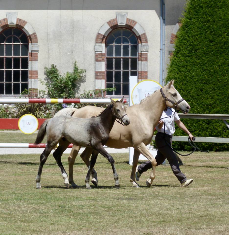 Gelding French Saddle Pony For sale 2025 Buckskin