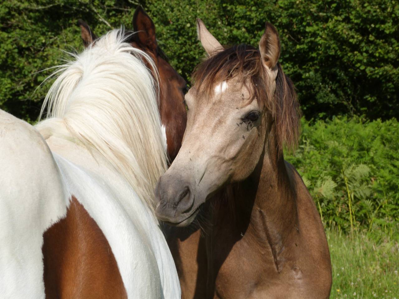 Gelding French Saddle Pony For sale 2025 Buckskin