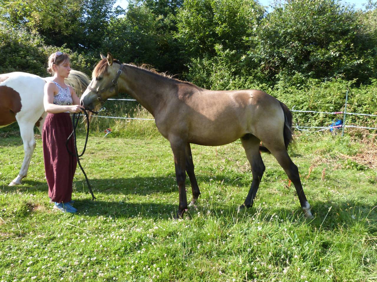 Gelding French Saddle Pony For sale 2025 Buckskin