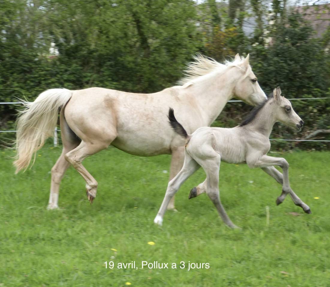 Gelding French Saddle Pony For sale 2025 Buckskin