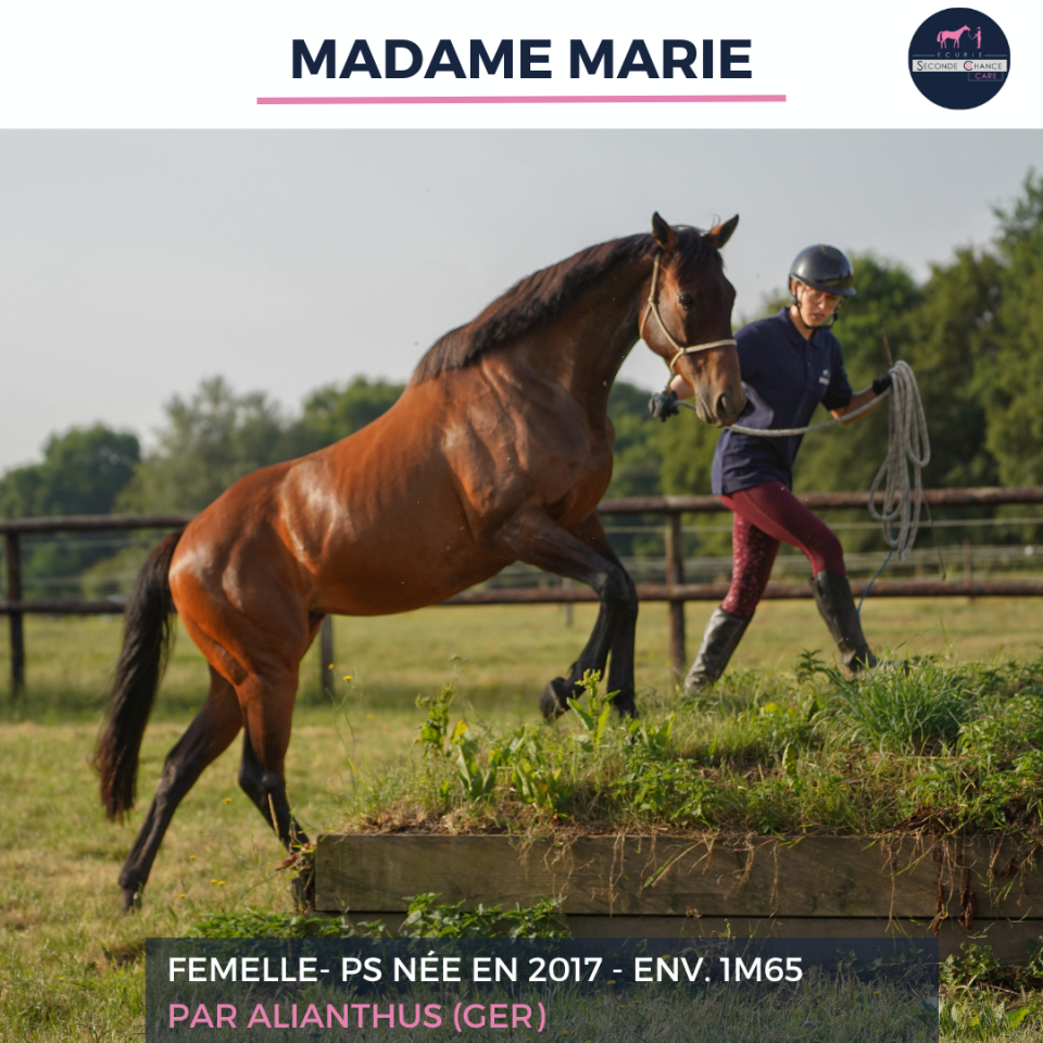 Mare Thoroughbred For sale 2017 Bay