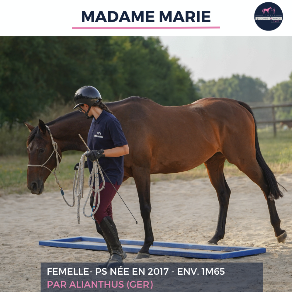 Mare Thoroughbred For sale 2017 Bay