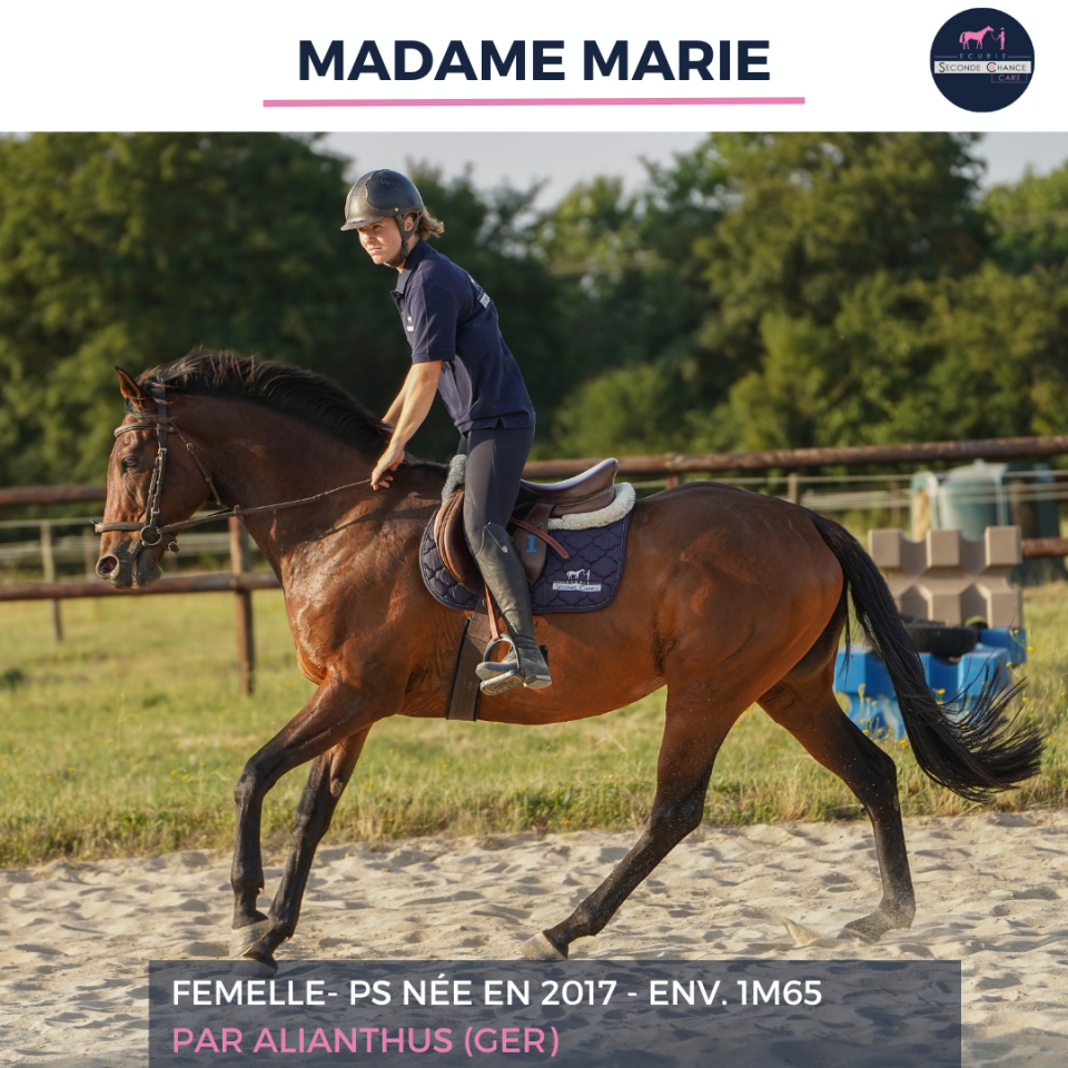Mare Thoroughbred For sale 2017 Bay