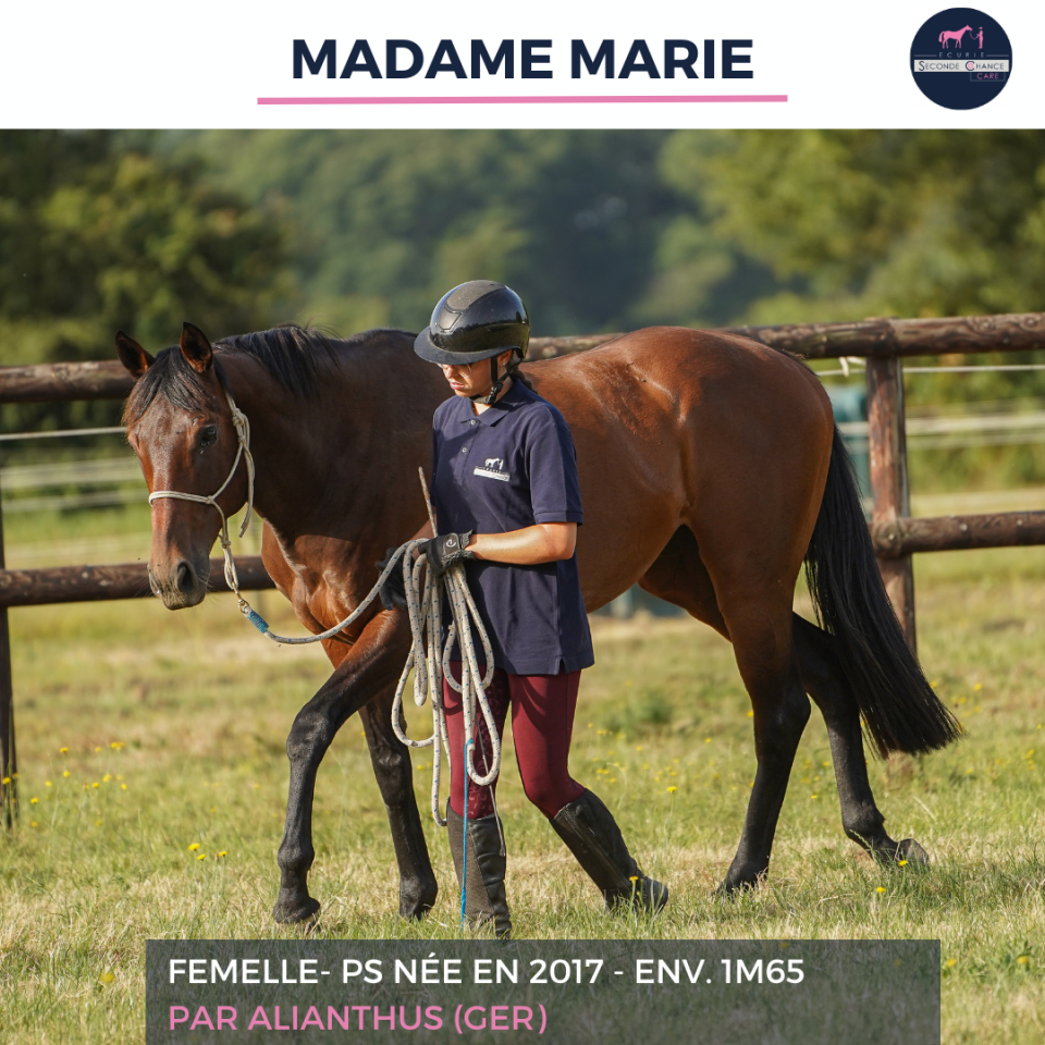 Mare Thoroughbred For sale 2017 Bay