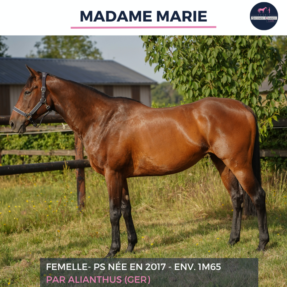 Mare Thoroughbred For sale 2017 Bay