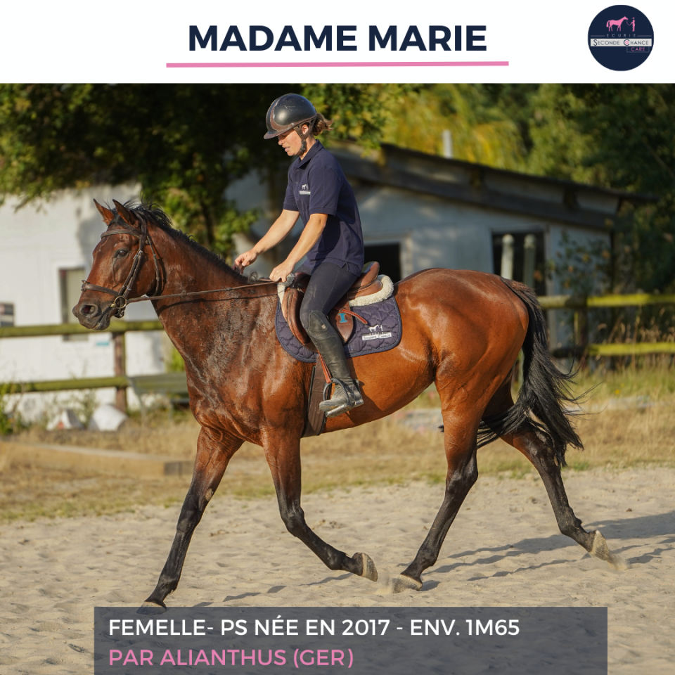 Mare Thoroughbred For sale 2017 Bay