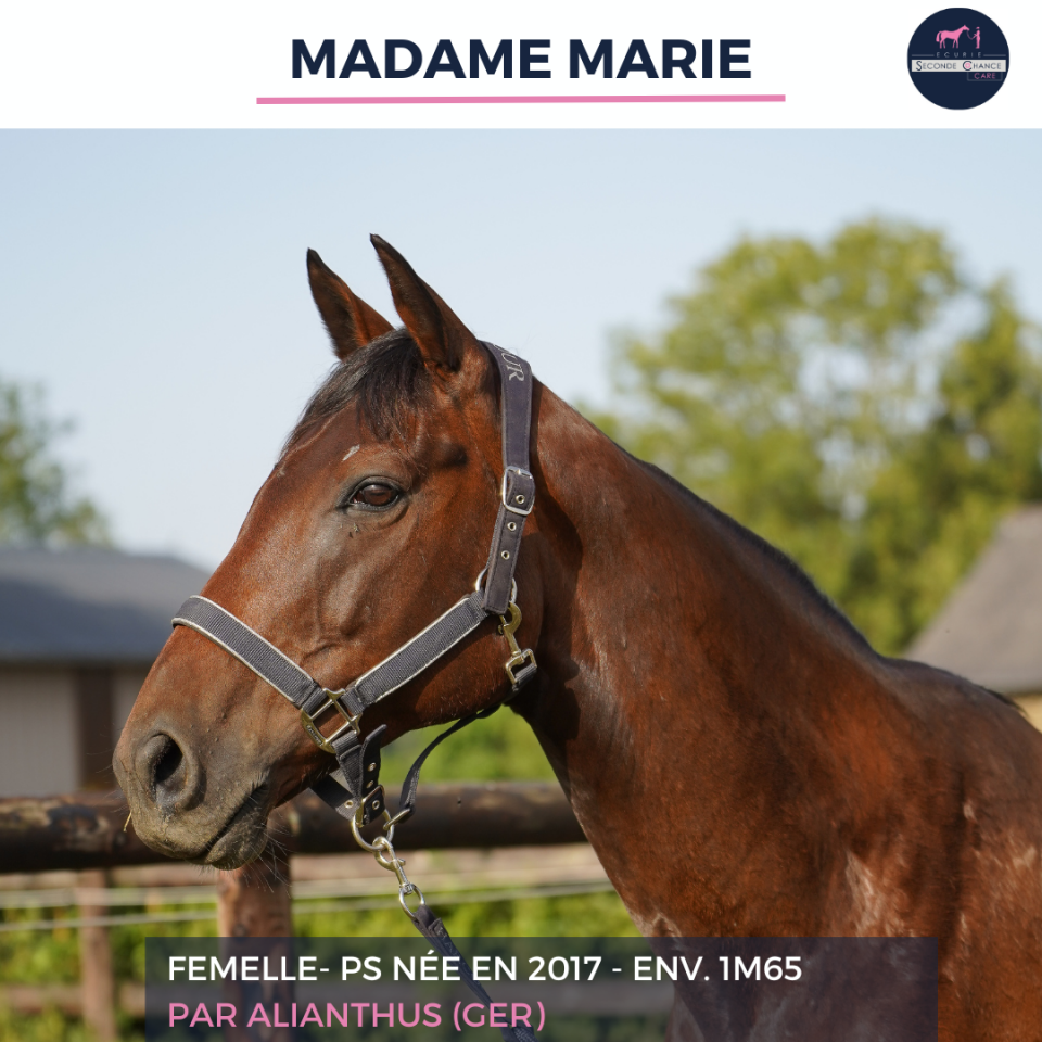 Mare Thoroughbred For sale 2017 Bay