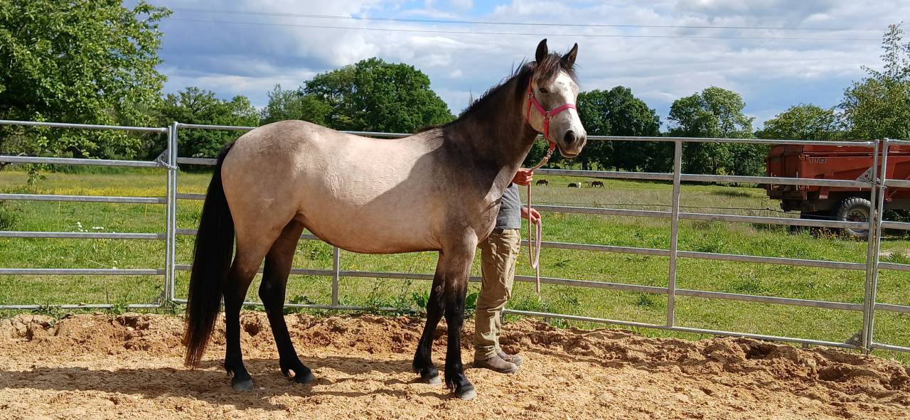 Mare Connemara For sale 2024 Buckskin