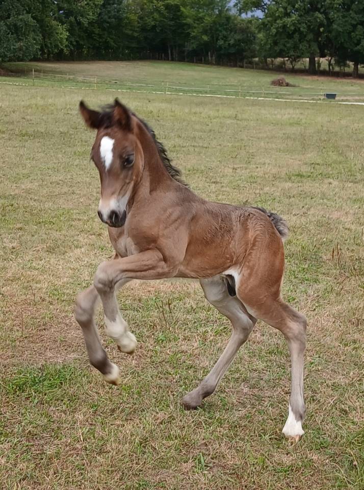 Entire Welsh Pony (Section D), Welsh Cob For sale 2025 Dark Bay