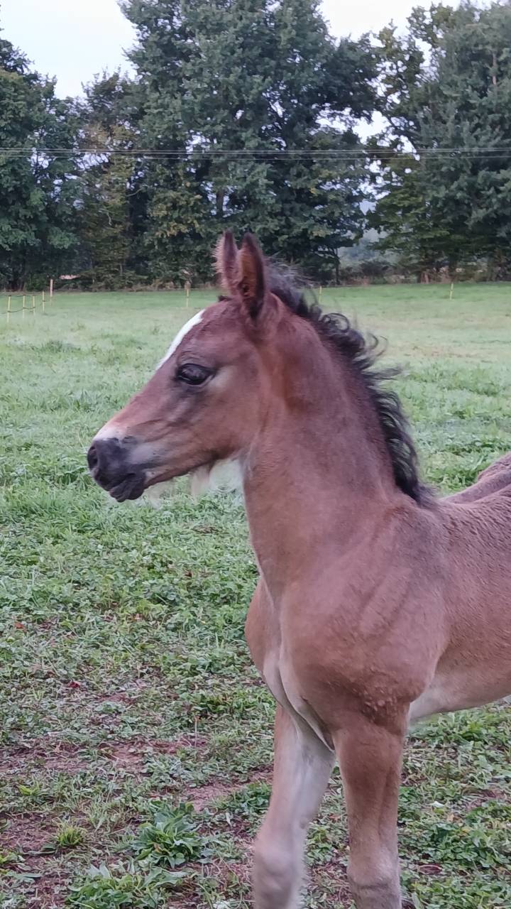 Entire Welsh Pony (Section D), Welsh Cob For sale 2025 Dark Bay
