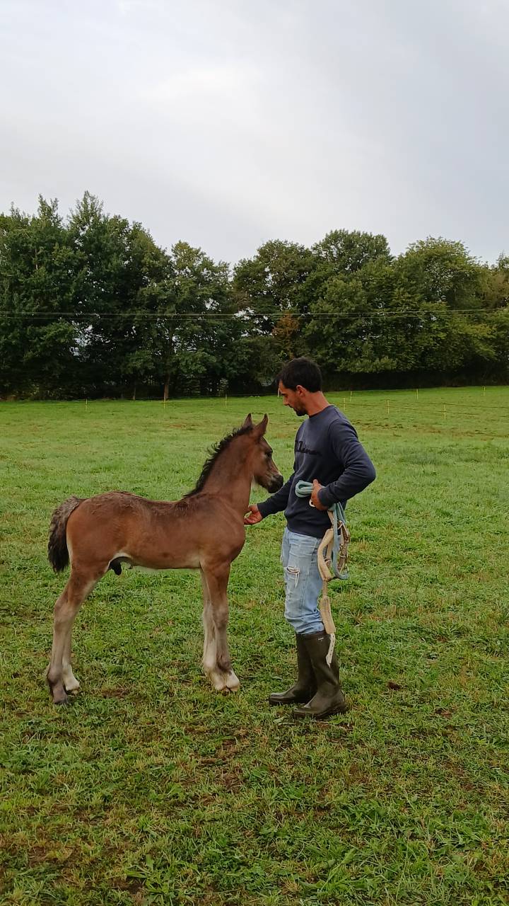 Entire Welsh Pony (Section D), Welsh Cob For sale 2025 Dark Bay