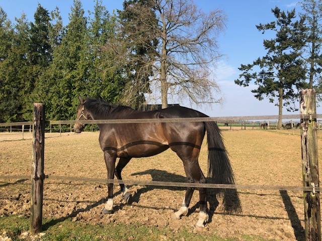Gelding English Thoroughbred For sale 2020 Dark Bay