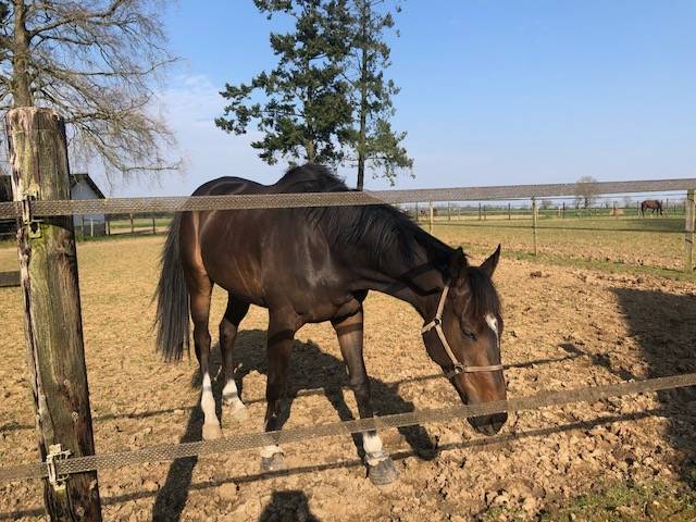 Gelding English Thoroughbred For sale 2020 Dark Bay