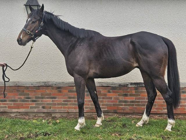 Gelding English Thoroughbred For sale 2020 Dark Bay