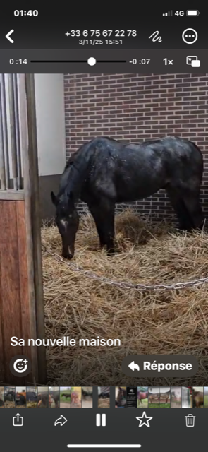Gelding English Thoroughbred For sale 2020 Dark Bay