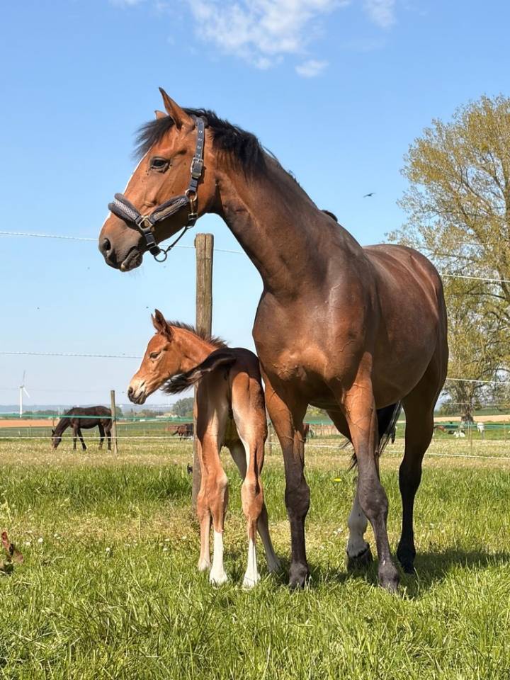 Mare sBs Belgian Warmblood For sale 2020 Bay