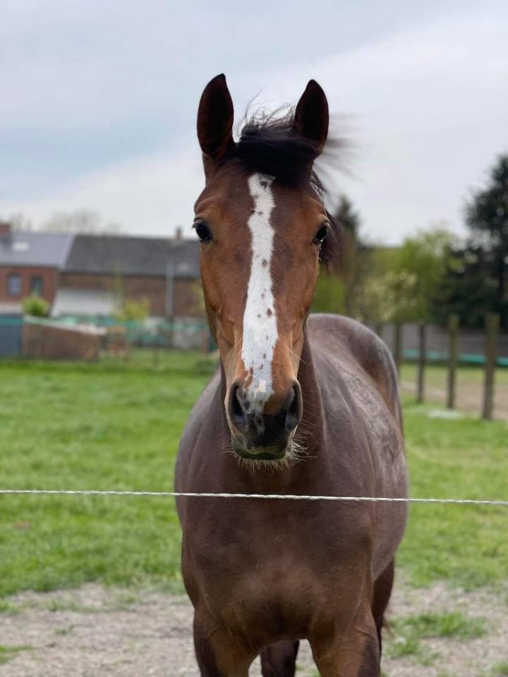 Mare sBs Belgian Warmblood For sale 2020 Bay