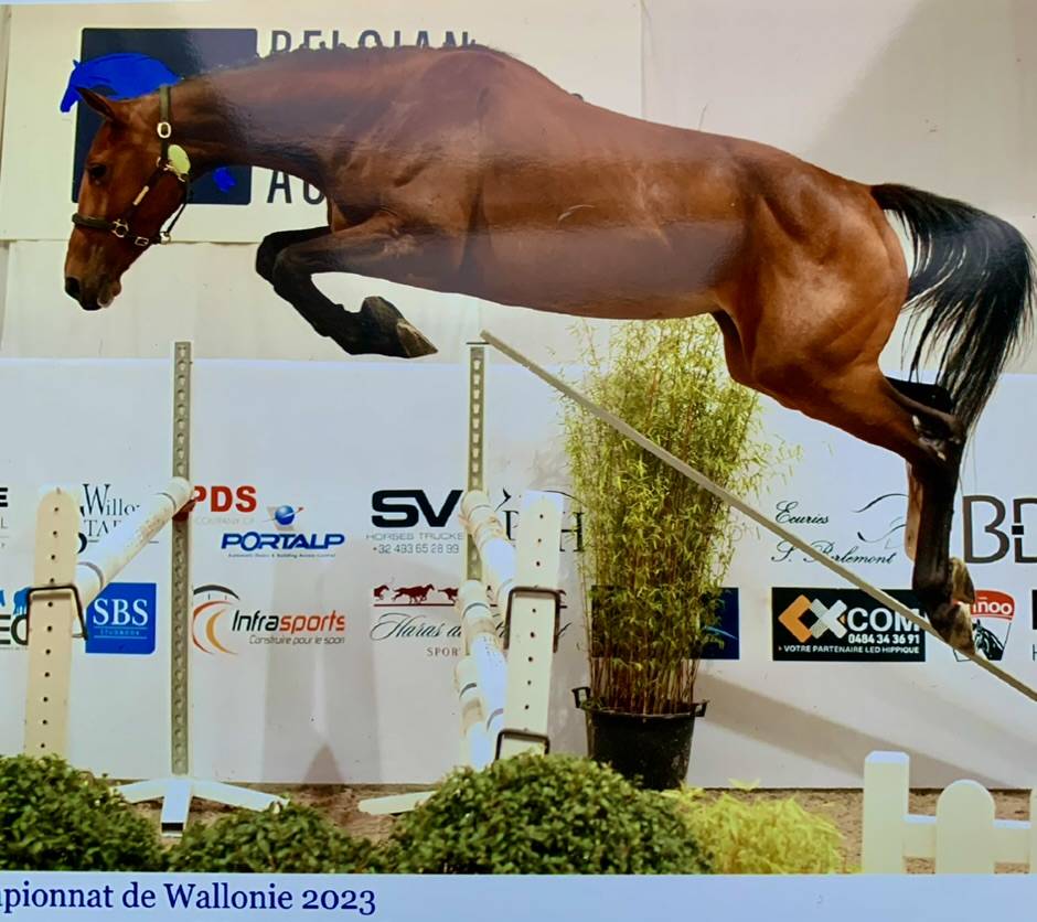 Mare sBs Belgian Warmblood For sale 2020 Bay
