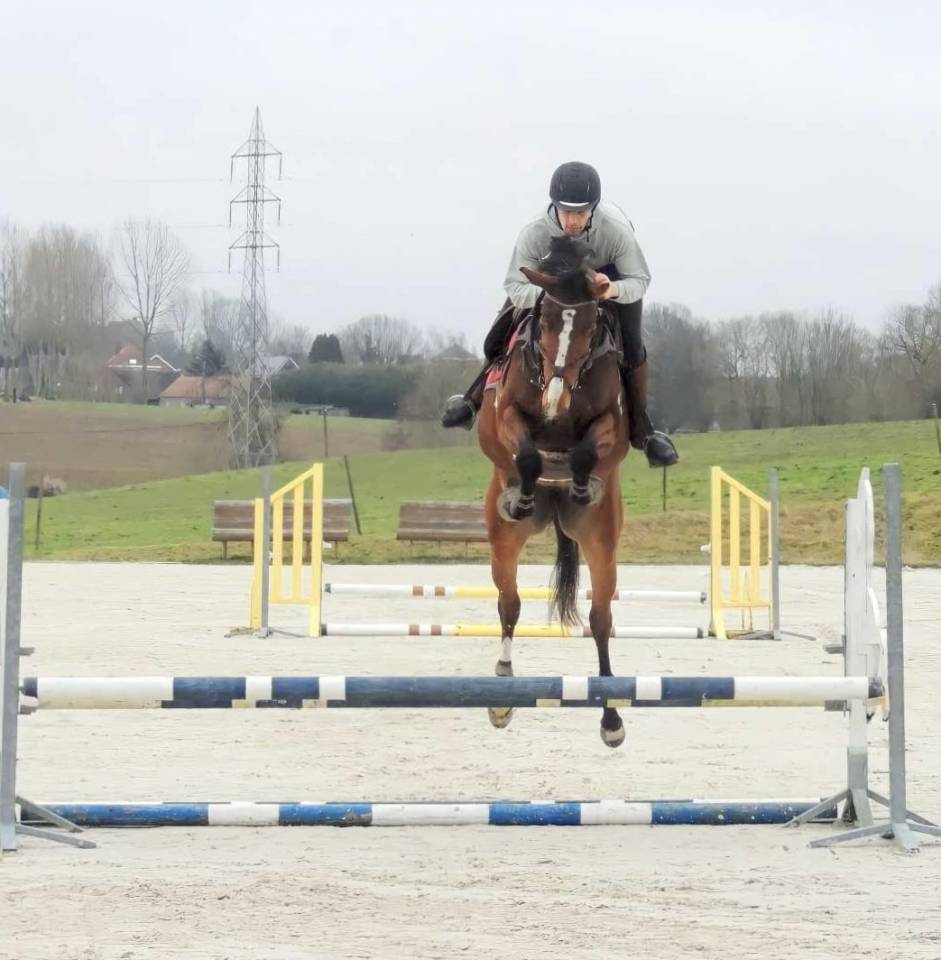 Mare sBs Belgian Warmblood For sale 2020 Bay
