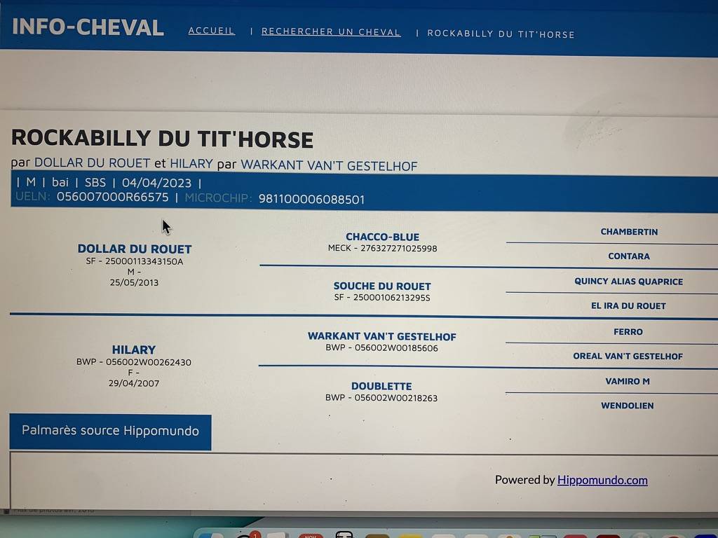 Gelding sBs Belgian Warmblood For sale 2023 Dark Bay