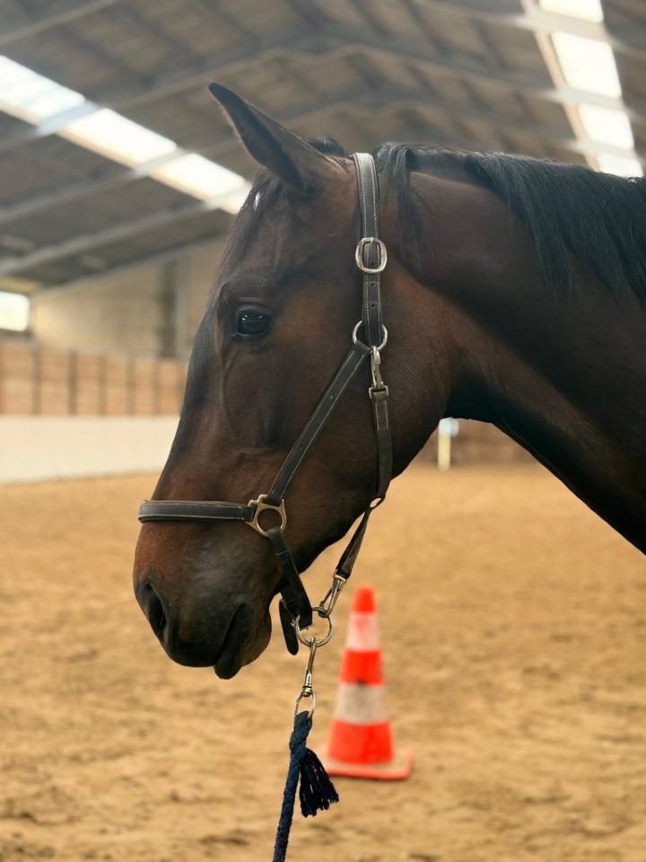 Gelding sBs Belgian Warmblood For sale 2023 Dark Bay