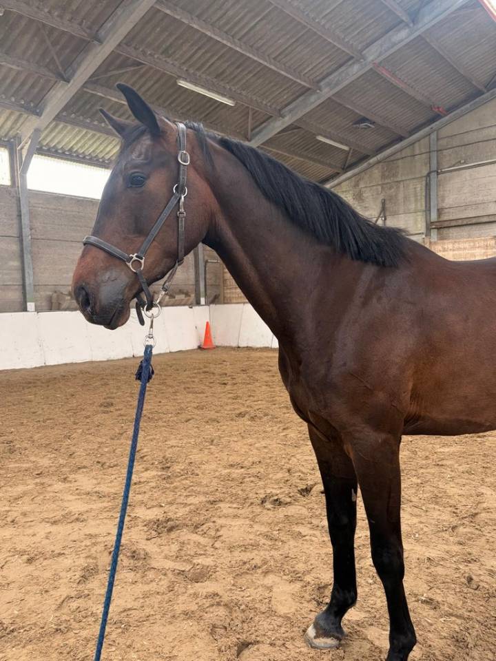 Gelding sBs Belgian Warmblood For sale 2023 Dark Bay