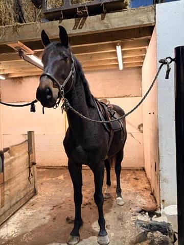 Gelding sBs Belgian Warmblood For sale 2023 Dark Bay