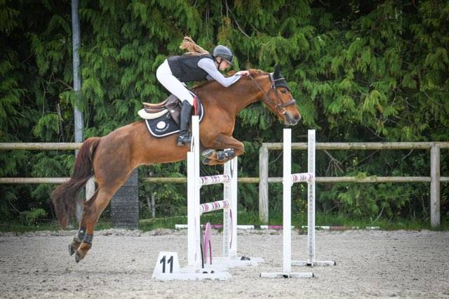 Mare Origin Recorded For loan 2011 Liver chestnut