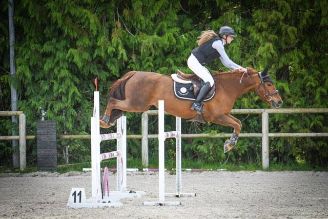 Mare Origin Recorded For loan 2011 Liver chestnut