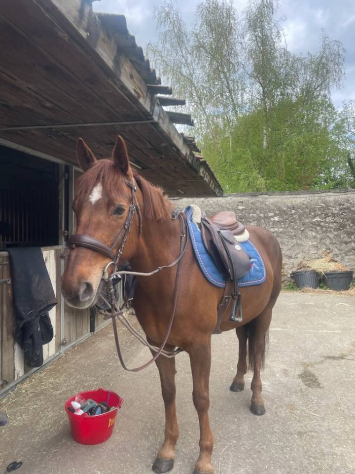 Mare Origin Recorded For loan 2011 Liver chestnut