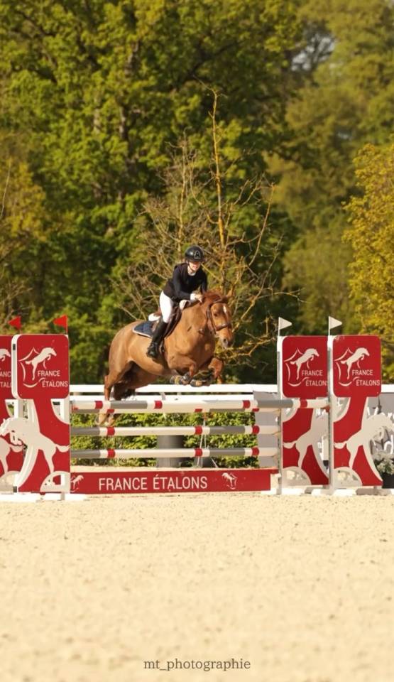 Mare Origin Recorded For loan 2011 Liver chestnut