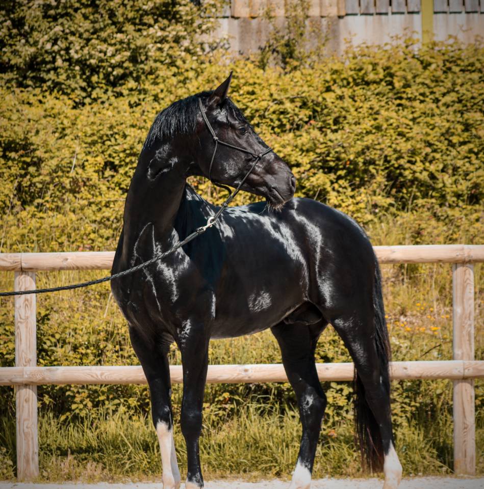 Entire AES Anglo European Studbook For sale 2022 Black
