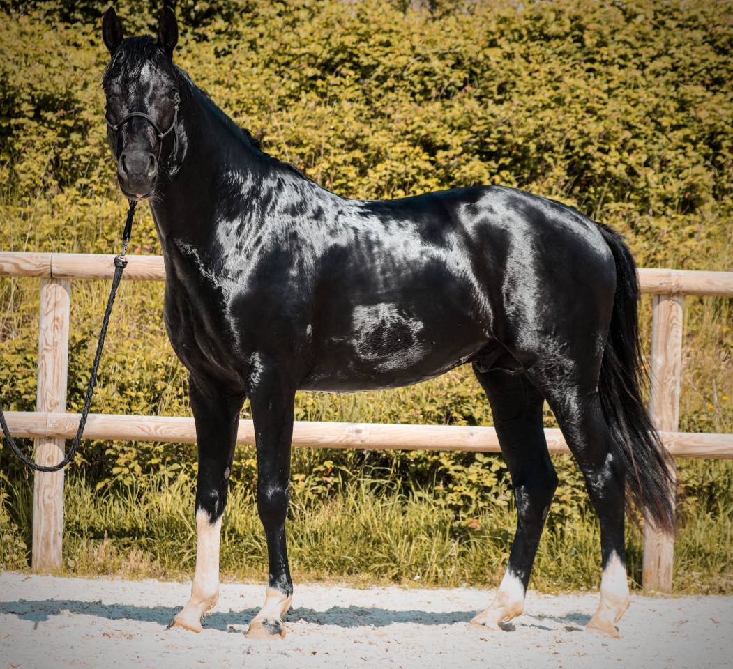 Entire AES Anglo European Studbook For sale 2022 Black