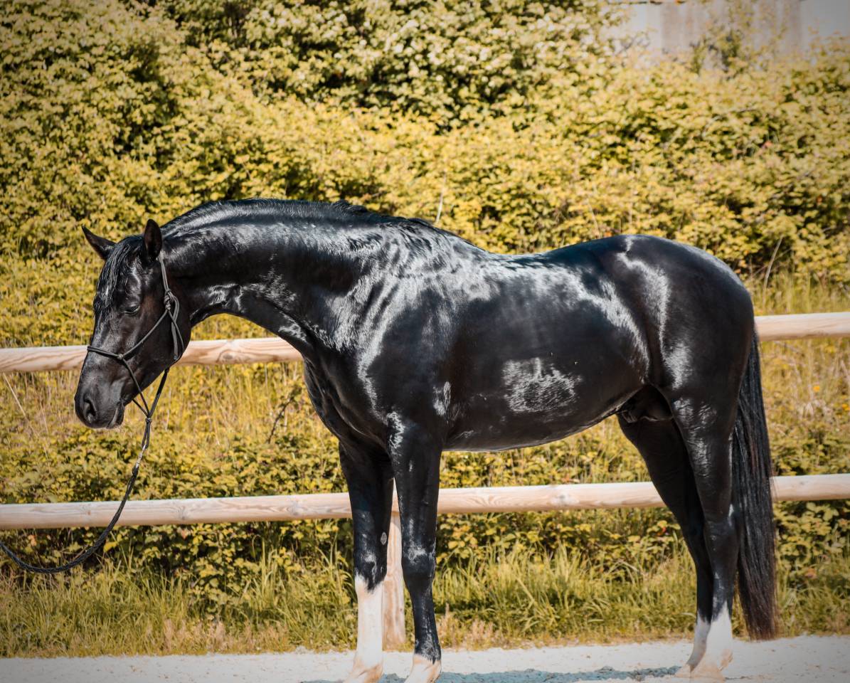 Entire AES Anglo European Studbook For sale 2022 Black