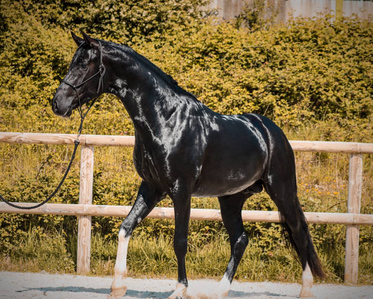 Entire AES Anglo European Studbook For sale 2022 Black