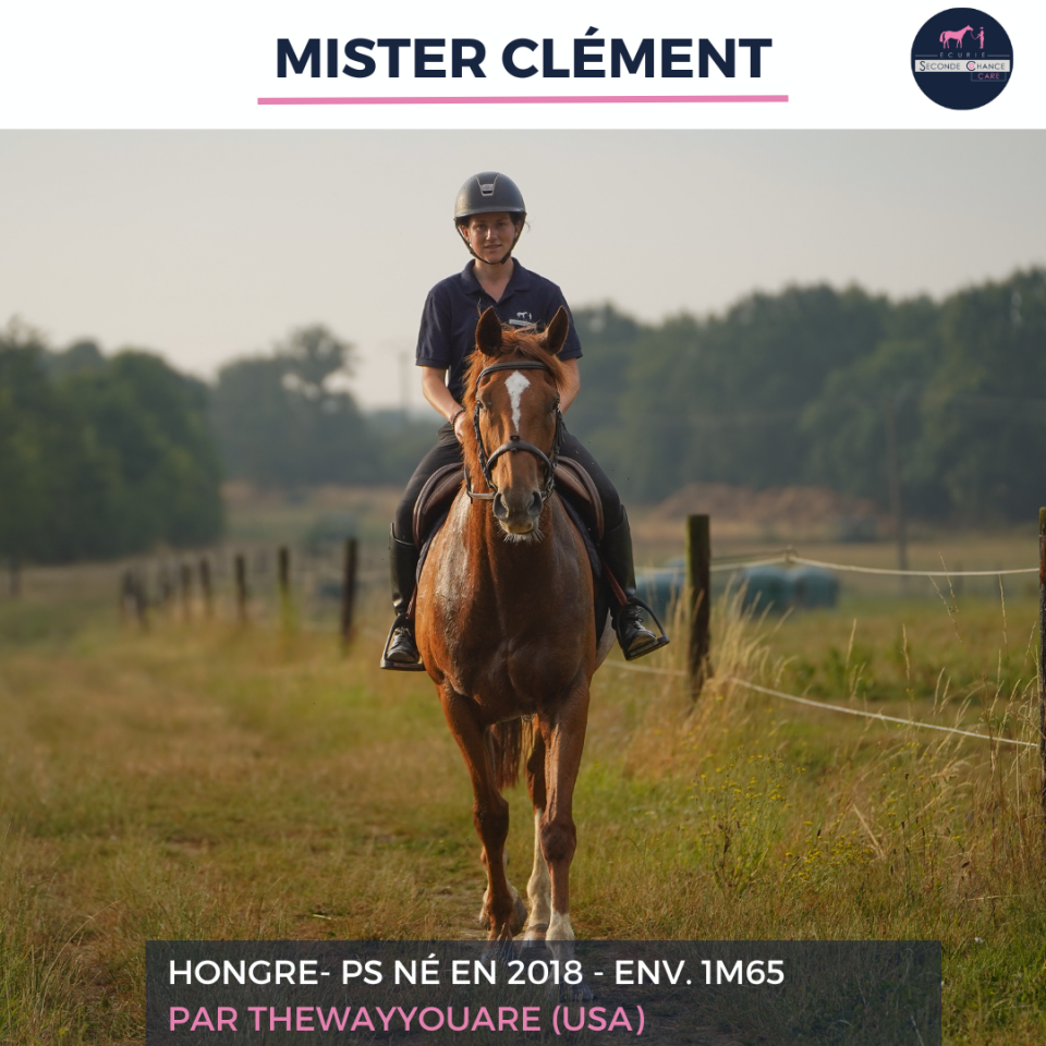 Gelding Thoroughbred For sale 2018 Liver chestnut