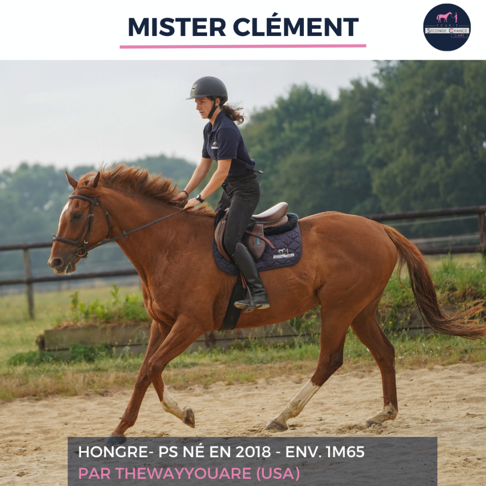 Gelding Thoroughbred For sale 2018 Liver chestnut