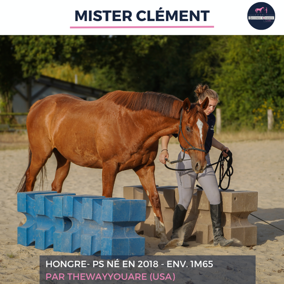 Gelding Thoroughbred For sale 2018 Liver chestnut