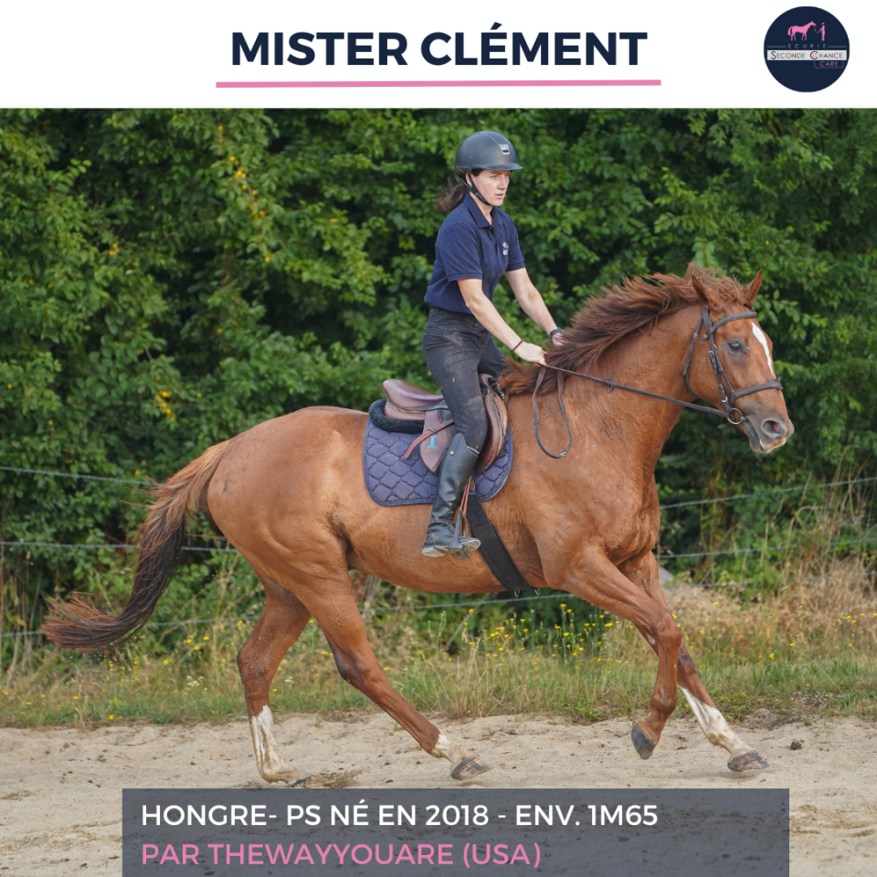 Gelding Thoroughbred For sale 2018 Liver chestnut